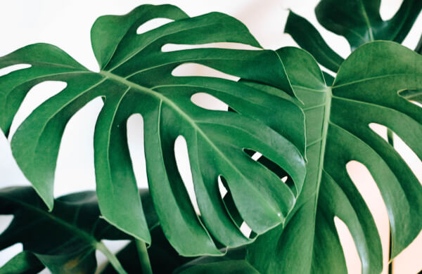 Trendwatch The Monstera Leaf Amex Essentials