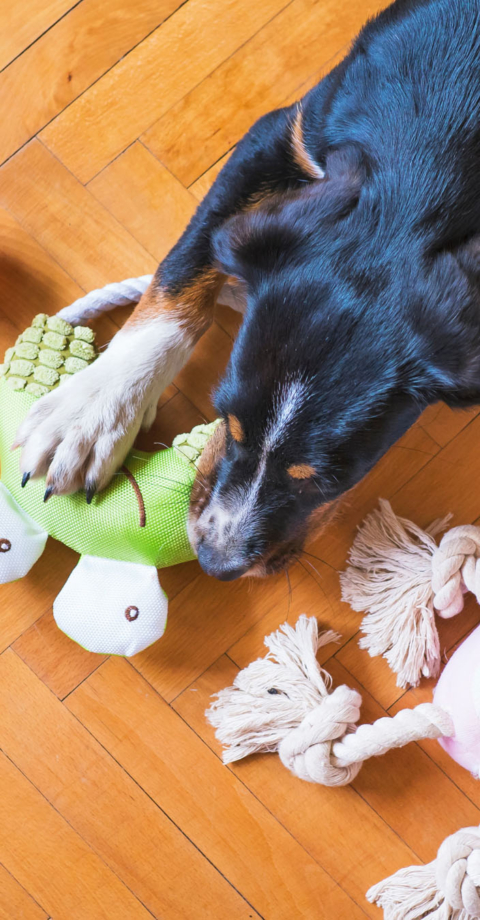 Boredom Busters For Dogs Simple Fun Mental Stimulation Games For A Well  Behaved Dog: Brain Games Your Dog Wants You To Know About (Paperback)